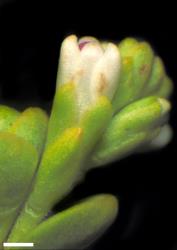 Veronica buchananii. Young inflorescence, showing large bracts overlapping calyces. Scale = 1 mm.
 Image: W.M. Malcolm © Te Papa CC-BY-NC 3.0 NZ